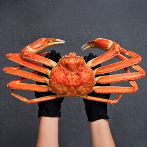 [크랩이츠] 직접 자숙한 러시아 대게 1/3/5kg (낱마리포장/HACCP시설 자숙) 스노우크랩/자숙대게/러시아대게/마가단대게